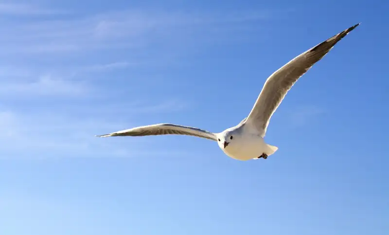 Seja bem-vindo à nossa plataforma de cursos!