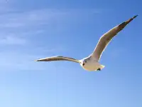 Seja bem-vindo à nossa plataforma de cursos!